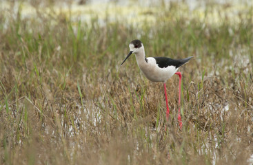 Black-winged stilt (Himantopus himantopus) in the grass, Republic of Kalmykia, Russia