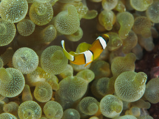 Yellow Clownfish close-up on Anemone