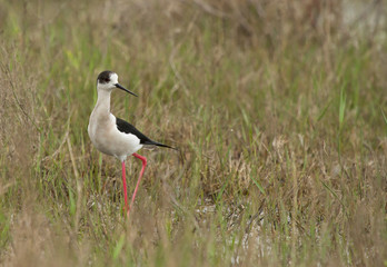 Black-winged stilt (Himantopus himantopus) in the grass, Republic of Kalmykia, Russia
