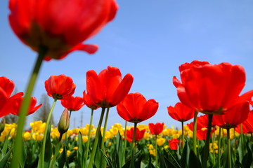 チューリップ畑