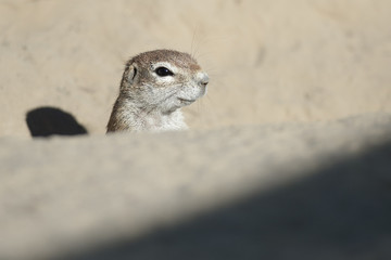 African Ground Squirrel.