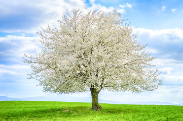 single cherry tree with flowers on green field in spring