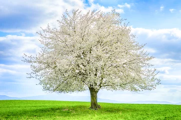 Printed kitchen splashbacks Cherryblossom single cherry tree with flowers on green field in spring