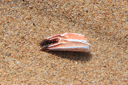Pince de crabe sur la plage