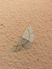 Cyclophora punctaria