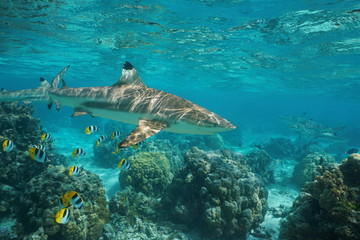 Naklejka premium Blacktip reef shark underwater ocean with tropical fish butterflyfish and corals in a lagoon of a south Pacific island in French Polynesia