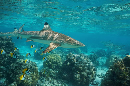 Blacktip reef shark underwater ocean with tropical fish butterflyfish and corals in a lagoon of a south Pacific island in French Polynesia