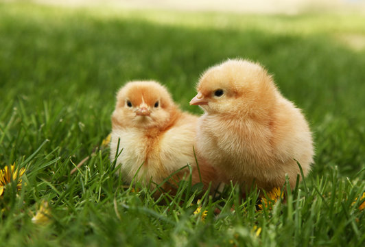 Two cute yellow chicks in colorful dandelion meadow