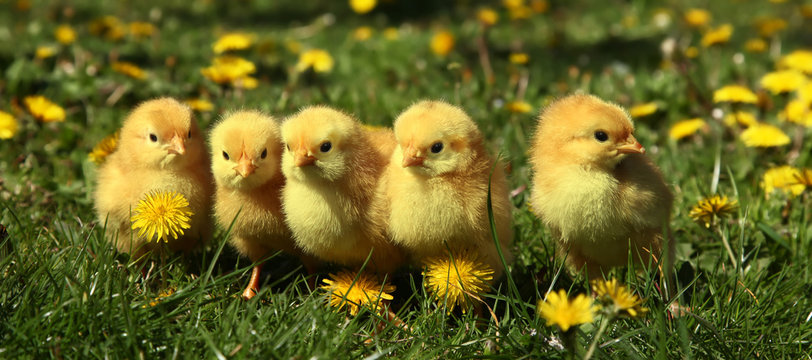 Five cute yellow chicks in colorful dandelion meadow