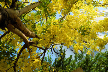 Cassia fistula tree, yellow flower