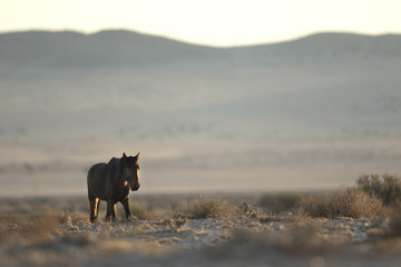 Wild Namibian Desert Horse.