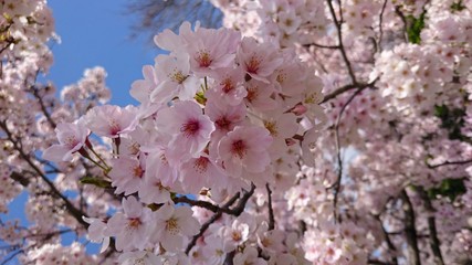桜