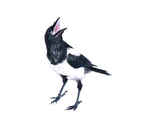 Young magpie chick