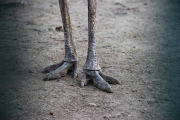 Feet of an ostrich
