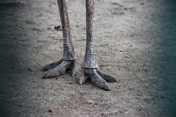 Tuinposter Feet of an ostrich © Christian Buch