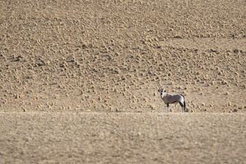 Oryx by a fairy circle in Sossusvlei.