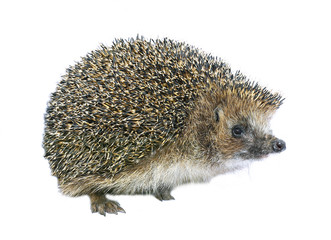 Forest wild hedgehog isolated
