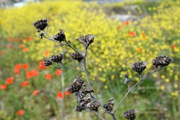 Fiori secchi e papaveri
