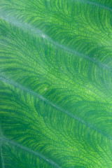 Natural green leaf