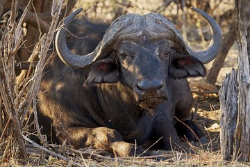 Cape buffalo resting