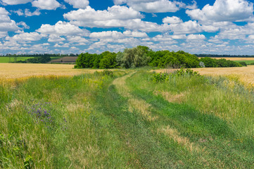 Fototapeta na wymiar Ukrainian summer landscape with earth road covered with wild green grass between wheat fields
