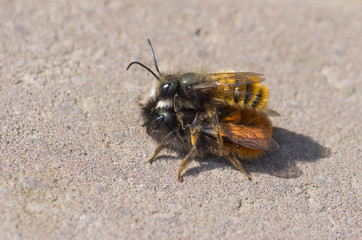 Coupling act in bumblebee family