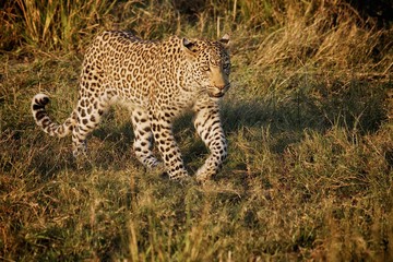leopard on the prowl