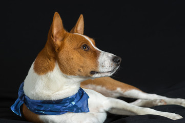 Portrait of stylish basenji dog male lying on a black surface