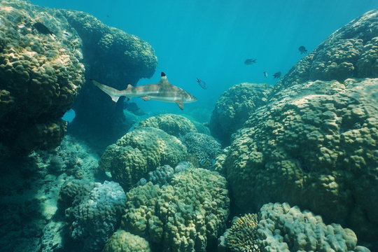 Massive stony corals underwater with a blacktip reef shark, south Pacific ocean, New Caledonia