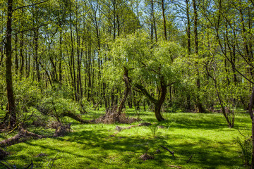 Fototapeta premium Beautiful green spring forest landscape, humid sunny day