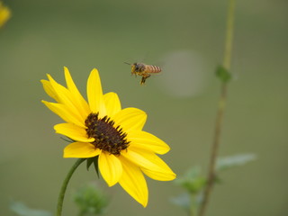 Bee collecting honey