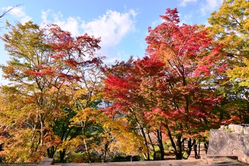 Fototapeta na wymiar 岡城の紅葉