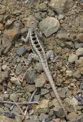A tiny lizard found on Isla de la Plata off the coast of Ecuador.