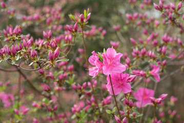 Pink Flowers and Tulips in Garden 