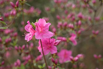 Pink Flowers and Tulips in Garden 