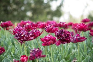 Purple and Red Tulips in Garden 