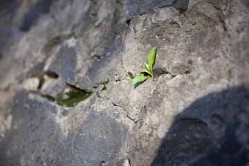 white flower growing on crack street