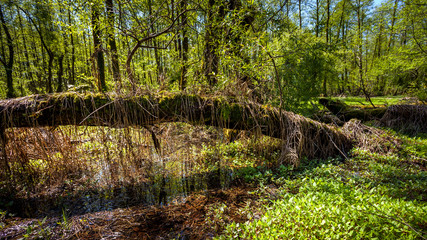 Beautiful green spring forest landscape, humid sunny day