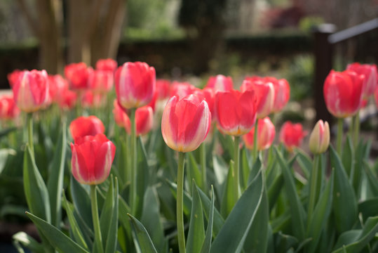 Pink and White Tulips 