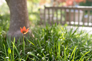 Park Bench blurred behind front Flowers 