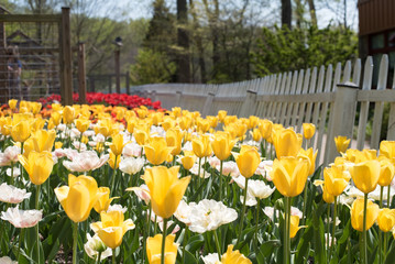 Yellow Orange White Pink and Red Tulips in Garden