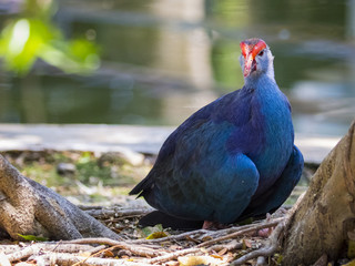 Image of pukeko bird on nature background. wild animals.
