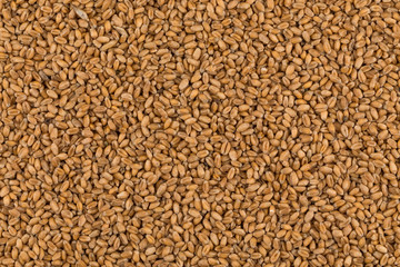 whole background of wheat grain