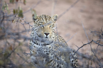 Leopard stalking in undergrowth.