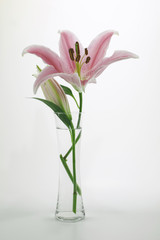 Stargazer Lily flower in vase and on white background	