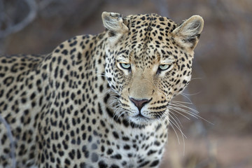 Fototapeta na wymiar Leopard stalking in undergrowth.