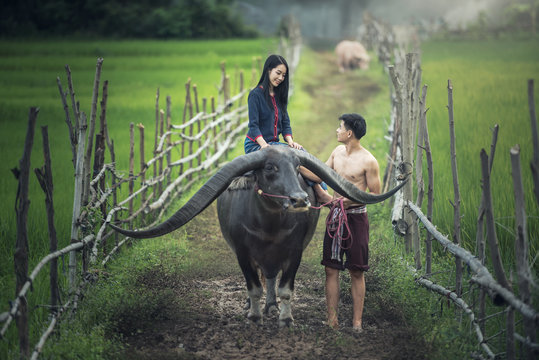 Couple farmer in farmer suit with buffalo on rice fields
