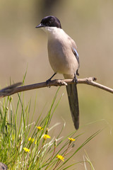 Azure-winged magpie. Cyanopica cyanus
