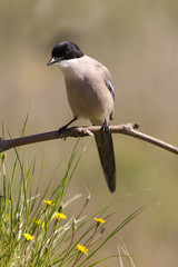 Azure-winged magpie. Cyanopica cyanus