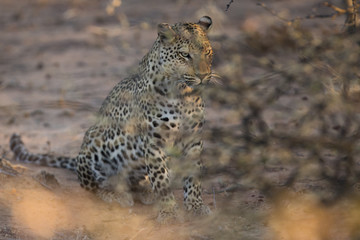 Leopard stalking in undergrowth.